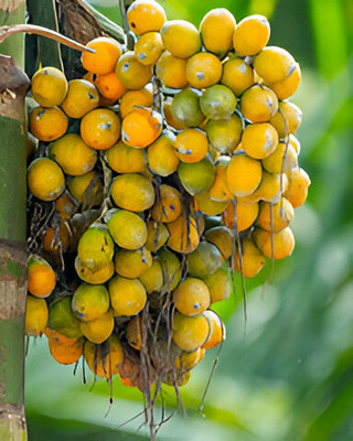 GLOBQRO Betel Nut/Supari Plant(Hybrid, Pack of 1)