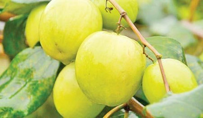APOSOLUARD Ber Apple Plant(Hybrid, Pack of 1)