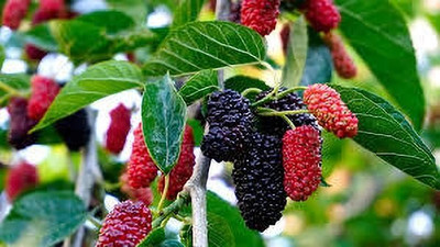 LeafLinkPlants Shahtoot/Mulberry Plant(Hybrid, Pack of 1)