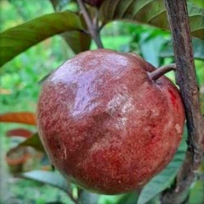 SHREYAGREEN Guava Plant(Hybrid, Pack of 1)