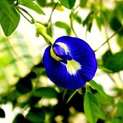 Guruji Plantation Aparajita/ Butterfly Pea Plant(Hybrid, Pack of 1)