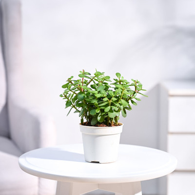 UGAOO Jade Plant(Pack of 1)