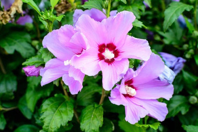 KUMUBON Hibiscus Plant(Hybrid, Pack of 1)