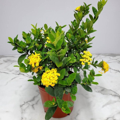 Bakuchi Trothic Ixora/Chethi Plant(Hybrid, Pack of 1)