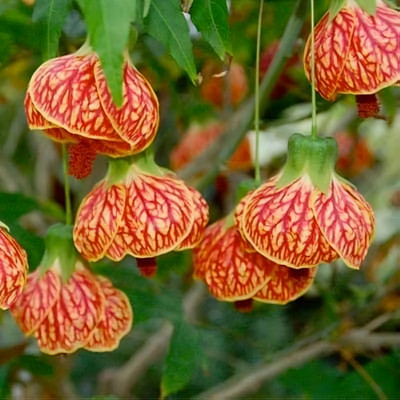 GLOBQRO Hibiscus Plant(Hybrid, Pack of 1)