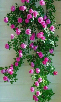 S SIKDER STORE Rose Plant(Hybrid, Pack of 1)
