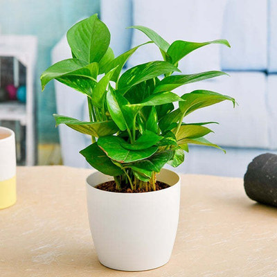 The Entacloo Money Plant(Hybrid, Pack of 1)