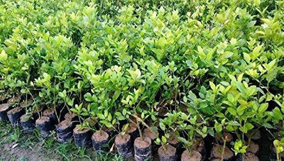 SOPRIYANURSERY Sweet Lemon Plant(Hybrid, Pack of 1)
