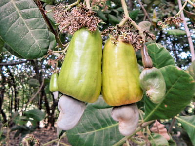 Platone Cashew Plant(Hybrid, Pack of 1)