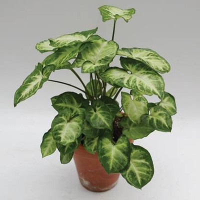 greenhousestore Syngonium Plant(Hybrid, Pack of 1)