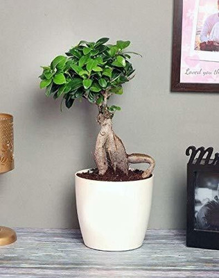Bakuchi Ficus Plant(Hybrid, Pack of 1)