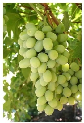 Treeicks Grape Plant(Hybrid, Pack of 1)