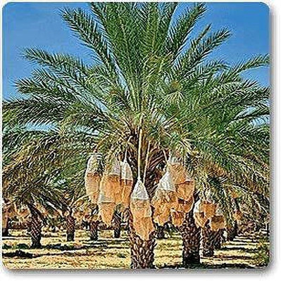 MAITRA AND SONS Phoneix Palm Plant(Hybrid, Pack of 1)