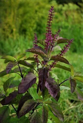 KUNUBON Tulsi Plant(Hybrid, Pack of 1)