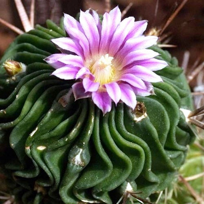 MyBageecha Echinofossulocactus Multicostatus Cactus Plant(Pack of 1)
