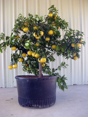MAITRA AND SONS Lemon Plant(Hybrid, Pack of 1)