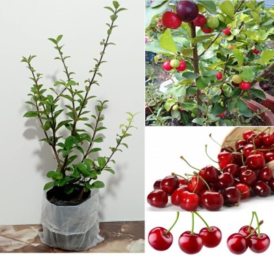 Oxygreenplant Cherry Fruit Plant(Hybrid, Pack of 1)