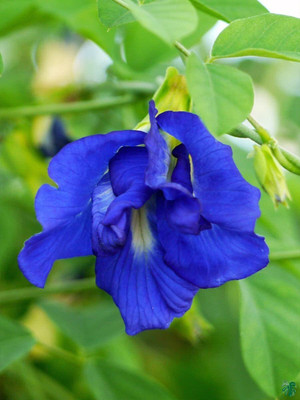 GLOBQRO Aparajita/ Butterfly Pea Plant(Hybrid, Pack of 1)