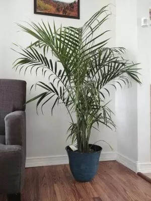 Augadh Areca Palm(Hybrid, Pack of 1)