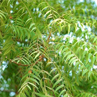 The Entacloo Neem Plant(Hybrid, Pack of 1)