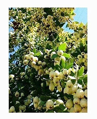 Aywal Guava Seed(55 per packet)