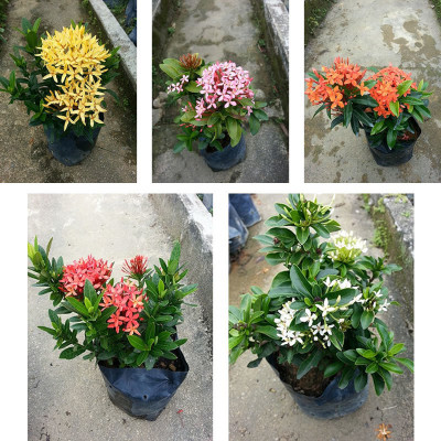 sealok Ixora Plant(Pack of 5)