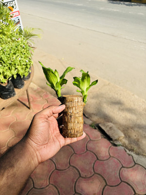 BrazilLuckyWood Dracaena Plant(Pack of 1)