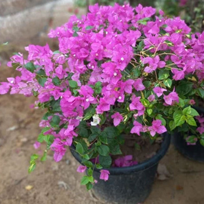 KS TRADERS Bougainvillea Plant(Hybrid, Pack of 1)