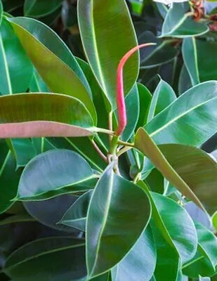 Cloud Farm Rubber Tree(Hybrid, Pack of 1)