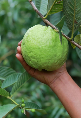 GUAVA Guava Plant(Hybrid, Pack of 1)