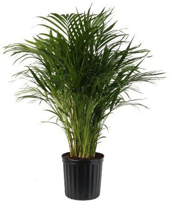 SKDIYA Areca Palm(Hybrid, Pack of 1)