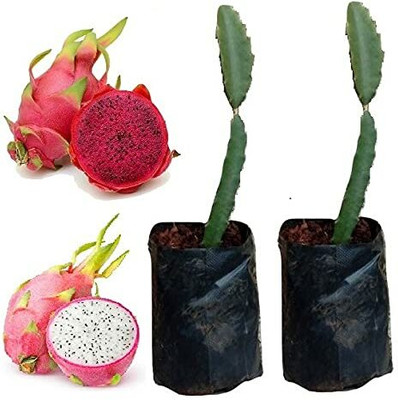 KUNUBON Dragon Tree(Hybrid, Pack of 1)