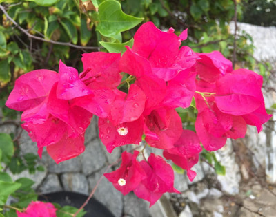 MagicQueen Bougainvillea Plant(Hybrid, Pack of 1)