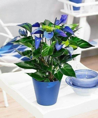GreenVolcano Anthurium Plant(Pack of 1)
