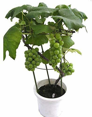 Oxygreenplant Grapes Plant(Hybrid, Pack of 1)