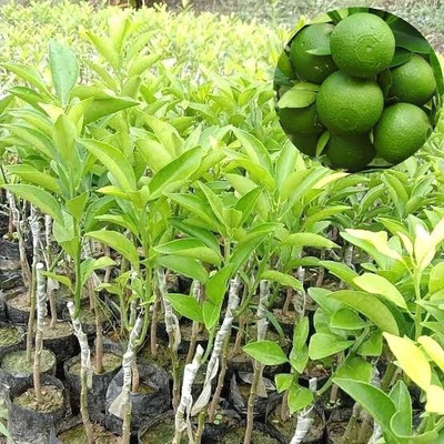 AquinnahGaden Sweet Lemon Plant(Hybrid, Pack of 1)