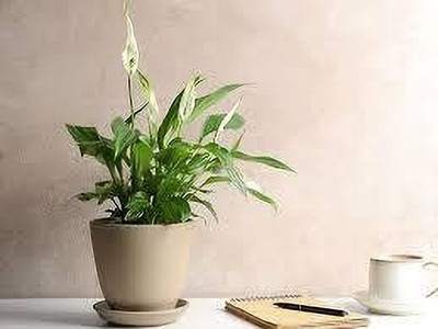 ABEFARIYA Lily Plant(Hybrid, Pack of 1)