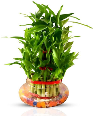 plantsNpetals Three Layer Bamboo Plant(Hybrid, Pack of 1)
