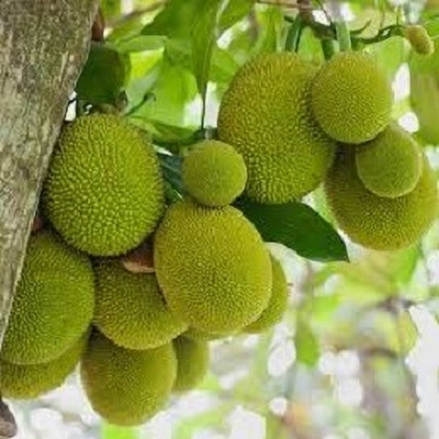 AICHPLANTSEED Jackfruit Plant(Hybrid, Pack of 1)