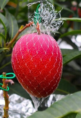 PratshyaPlant Mango Plant(Hybrid, Pack of 1)