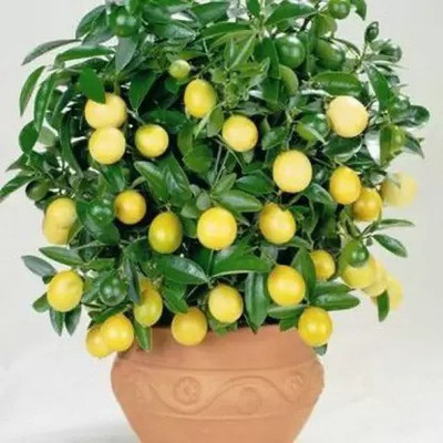Cloud Farm Lemon Plant(Hybrid, Pack of 1)