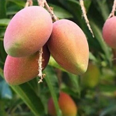 Cloud Farm Mango Plant(Hybrid, Pack of 1)