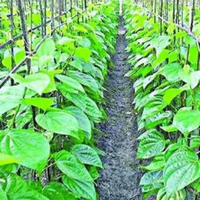 Risenshine Betel Leaf Plant(Hybrid, Pack of 1)