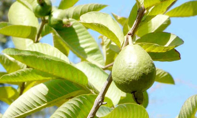 Mozette Hybrid Guava Seed(55 per packet)