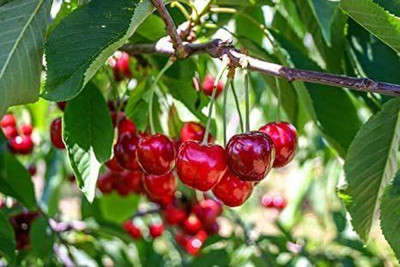 Oxygreenplant Cherry Fruit Plant(Hybrid, Pack of 1)