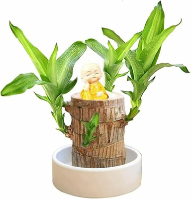 Platone Mini Brazalian wood(Hybrid, Pack of 1)