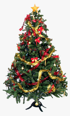 KUNUBON Christmas Tree Plant(Hybrid, Pack of 1)