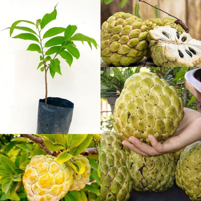 SHREYAGREEN Custard Apple Plant(Hybrid, Pack of 1)