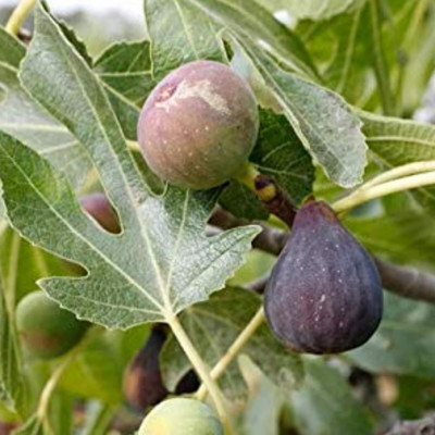 LifeShowMe Israel Fig Plant(Hybrid, Pack of 1)