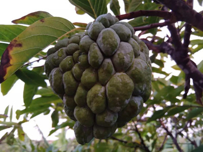 APOSOLUARD Custard Apple Plant(Hybrid, Pack of 1)